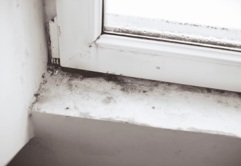 Mold growing on window sill